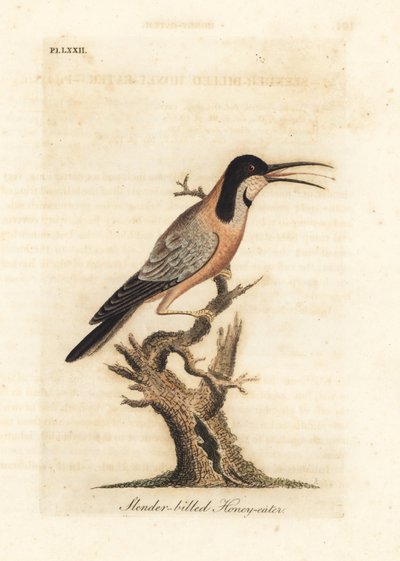 Épine-vinette orientale, Acanthorhynchus tenuirostris. Australie. Gravure à la main par John Latham de son propre A General History of Birds, Winchester - John Latham