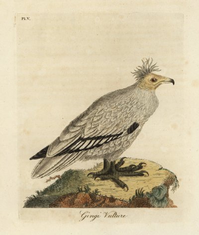 Vautour percnoptère, Neophron percnopterus ginginianus - John Latham