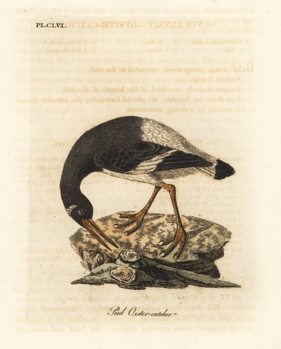 Huîtrier pie, Haematopus ostralegus. Gravure sur cuivre dessinée et gravée par John Latham de son propre A General History of Birds, Winchester - John Latham