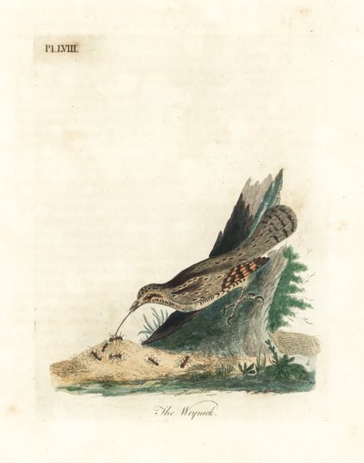 Torcol fourmilier, Jynx torquilla. Gravure à la main par John Latham de son propre A General History of Birds, Winchester - John Latham