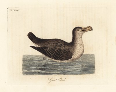 Pétrel géant, Macronectes giganteus. Gravure à la main en cuivre dessinée et gravée par John Latham de son propre A General History of Birds, Winchester - John Latham