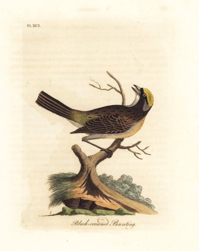 Moineau à couronne dorée, Zonotrichia atricapilla (Bruant à couronne noire, Emberiza atricapilla). Gravure à la main en cuivre dessinée et gravée par John Latham de son propre A General History of Birds, Winchester - John Latham