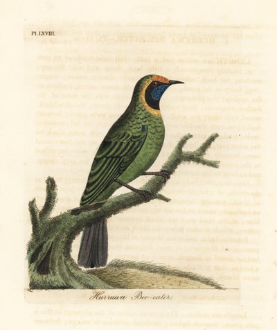 Verdin à front doré, Chloropsis aurifrons. (Hurruwa mangeur d