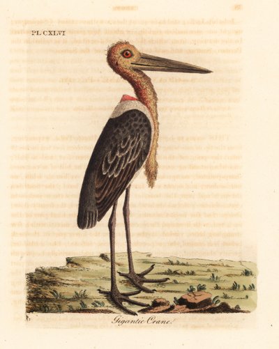 Marabout chevelu, Leptoptilos dubious. Gravure à la main par John Latham de son propre A General History of Birds - John Latham