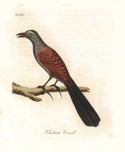 Coucal ou faisan corbeau, Centropus sinensis. Gravure à la main par John Latham de son propre A General History of Birds, Winchester - John Latham