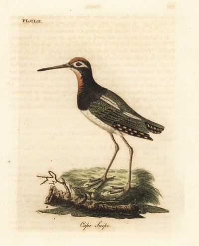 Bécassine peinte, Rostratula benghalensis (Bécassine du Cap, Scolopax capensis). Gravure sur cuivre dessinée et gravée par John Latham de son propre A General History of Birds, Winchester - John Latham