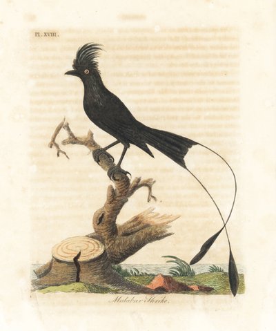 Drongo à queue en raquette, Dicrurus paradiseus (Pie-grièche de Malabar, Lanius malabaricus). Gravure à la main en cuivre dessinée et gravée par John Latham de son propre A General History of Birds, Winchester - John Latham