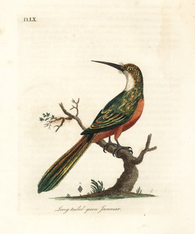 Jacamar à queue verte, Galbula galbula. Gravure à la main par John Latham de son propre A General History of Birds, Winchester - John Latham