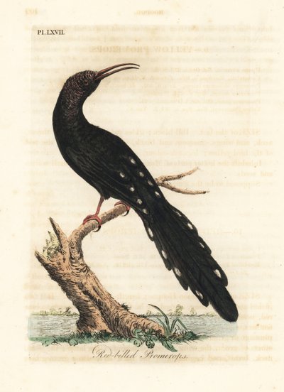 Irrisor à bec rouge, Phoeniculus purpureus. Gravure à la main en cuivre dessinée et gravée par John Latham de son propre A General History of Birds, Winchester - John Latham