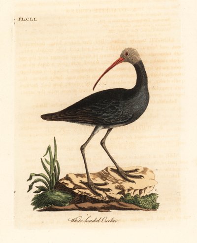 Ibis hadada, Bostrychia hagedash. Gravure à la main par John Latham de son propre A General History of Birds, Winchester - John Latham
