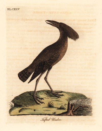 Ombrette africaine, Scopus umbretta. Gravure à la main par John Latham de son propre A General History of Birds, Winchester - John Latham
