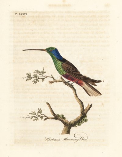 Colibri arlequin, Trochilus multicolor. Spécimen fabriqué au British Museum. Gravure à la main en cuivre dessinée et gravée par John Latham de son propre A General History of Birds, Winchester - John Latham