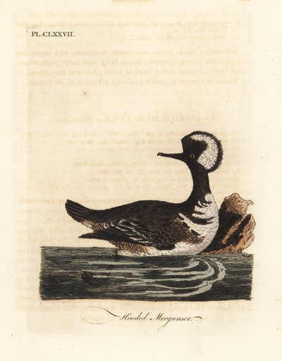 Harle couronné, Lophodytes cucullatus. Gravure à la main par John Latham de son propre A General History of Birds - John Latham