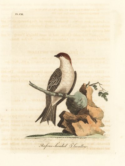 Hirondelle des falaises indienne, Petrochelidon fluvicola. (Hirondelle à tête rousse, Hirundo indica.) Gravure à la main en cuivre dessinée et gravée par John Latham de son propre A General History of Birds, Winchester - John Latham