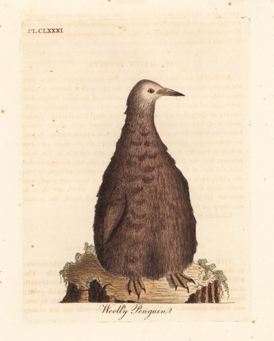 Manchot royal, Aptenodytes patagonicus, juvénile (Manchot laineux). Gravure sur cuivre dessinée et gravée par John Latham de son propre A General History of Birds, Winchester - John Latham