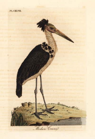 Petit adjutant, Leptoptilos javanicus. Vulnérable. (Crâne de Modun.) Gravure à la main en couleur dessinée et gravée par John Latham de son propre A General History of Birds, Winchester - John Latham