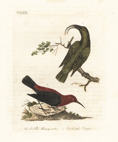 Akialoa mineur, Hemignathus obscurus (éteint) et myzomèle cardinal, Myzomela cardinalis. (Mangeur de miel à bec crochu vert, Certhia obscura, originaire d