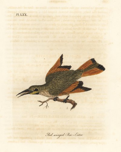 Petit guêpier, Merops pusillus (Guêpier à ailes rouges, Merops erythropterus). Afrique. Gravure à la main en couleur par John Latham de son propre A General History of Birds, Winchester - John Latham