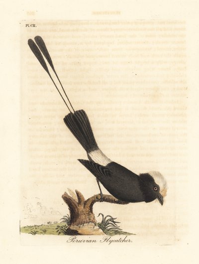 Tyran à longue queue, Colonia colonus. Gravure à la main par John Latham de son propre A General History of Birds - John Latham