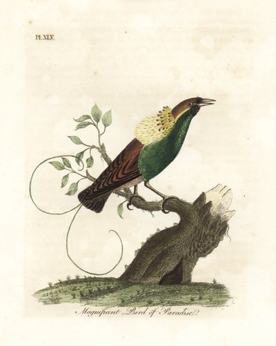 Magnifique oiseau de paradis, Diphyllodes magnificus. Gravure à la main en cuivre dessinée et gravée par John Latham de son propre A General History of Birds, Winchester - John Latham