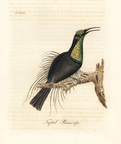 Oiseau-mouche magnifique, Ptiloris magnificus (Promérops touffu). Dessiné d