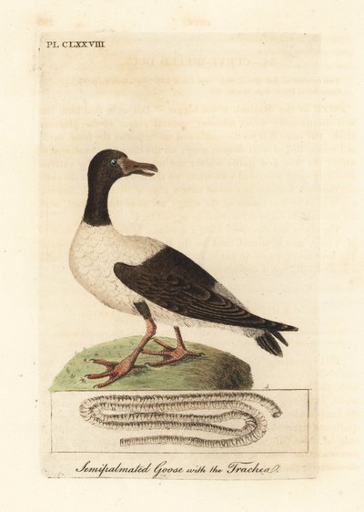 Oie magpie, Anseranas semipalmata, et détail anatomique de sa trachée. (Canard semipalmé, Anas semipalmatus.) Gravure à la main en couleur dessinée et gravée par John Latham de son propre A General History of Birds, Winchester - John Latham