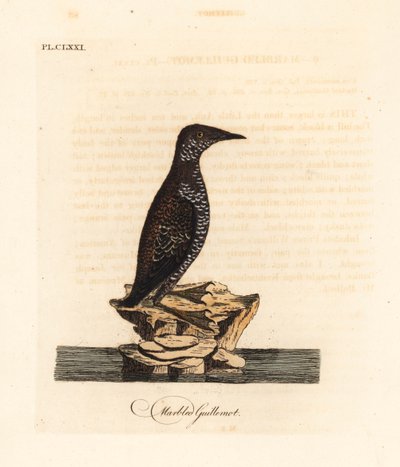 Guillemot marbré, Brachyramphus marmoratus. Gravure à la main par John Latham de son propre A General History of Birds - John Latham
