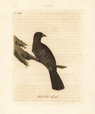 Piopio de l