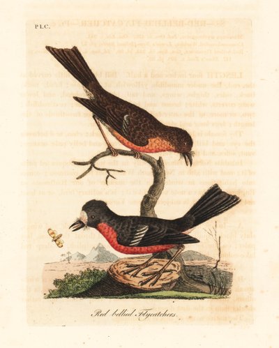 Rouge-gorge de Norfolk, Petroica multicolor multicolor (Moucherolle à ventre rouge, Muscicapa erythrogastra). Gravure à la main en couleur par John Latham de son propre livre A General History of Birds, Winchester - John Latham
