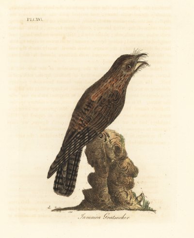 Potoo du Nord, Nyctibius jamaicensis. Gravure à la main par John Latham de son propre A General History of Birds, Winchester - John Latham
