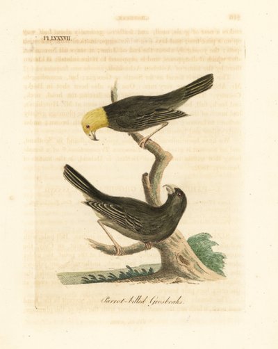 Or, Psittirostra psittacea, mâle (haut) et femelle. En danger critique d