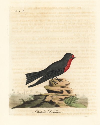 Hirondelle du Pacifique, Hirundo tahitica (Hirondelle d