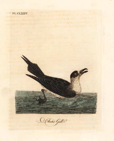 Labbe parasite, Stercorarius parasiticus. Gravure à la main par John Latham de son propre A General History of Birds, Winchester - John Latham