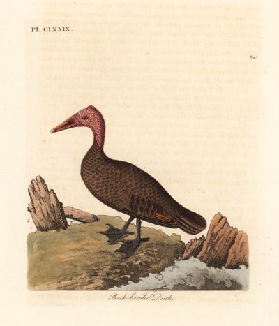 Canard à tête rose, Rhodonessa caryophyllacea. Éteint depuis les années 1950. Gravure à la main par John Latham de son propre A General History of Birds, Winchester - John Latham