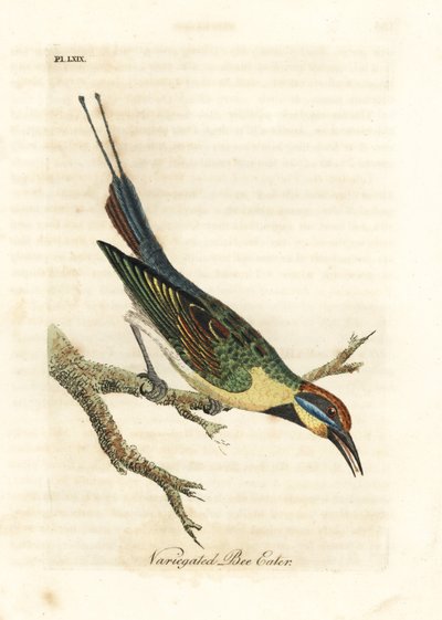 Guêpier arc-en-ciel, Merops ornatus (Guêpier varié). Australie. Gravure à la main en cuivre dessinée et gravée par John Latham de son propre A General History of Birds, Winchester - John Latham