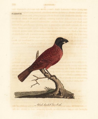 Gros-bec rouge et noir, Periporphyrus erythromelas. Presque menacé. (Gros-bec à tête noire, Loxia erythromelas.) Gravure sur cuivre coloriée à la main dessinée et gravée par John Latham de son propre A General History of Birds, Winchester - John Latham