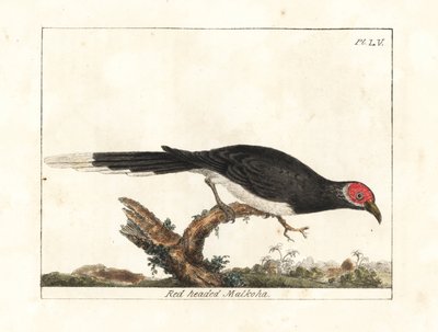 Malkoha à face rouge, Phaenicophaeus pyrrhocephalus. Gravure à la main par John Latham de son propre A General History of Birds, Winchester - John Latham