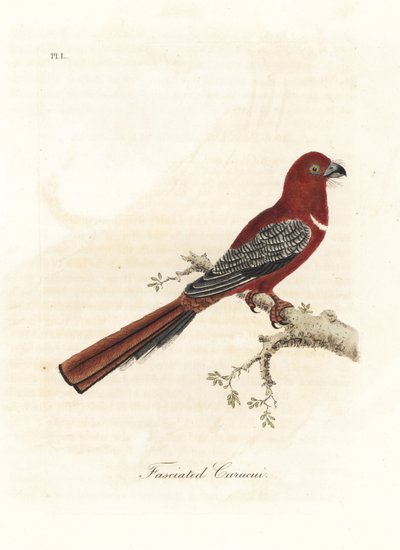 Trogon à tête rouge, Harpactes erythrocephalus. Gravure à la main par John Latham de son propre A General History of Birds, Winchester - John Latham