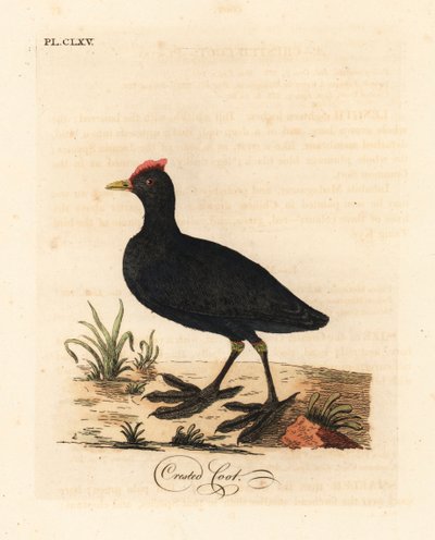 Foulque à crête, Fulica cristata. Gravure sur cuivre dessinée et gravée par John Latham de son propre A General History of Birds, Winchester - John Latham