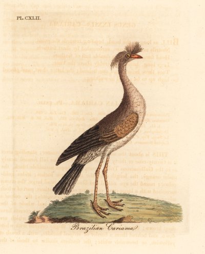Cariama huppée, Cariama cristata. Gravure à la main par John Latham de son propre A General History of Birds, Winchester - John Latham
