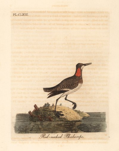 Phalarope à bec étroit, Phalaropus lobatus. Gravure à la main par John Latham de son propre A General History of Birds, Winchester - John Latham