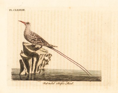 Phaéton à queue rouge, Phaethon rubricauda. Gravure à la main par John Latham de son propre A General History of Birds - John Latham