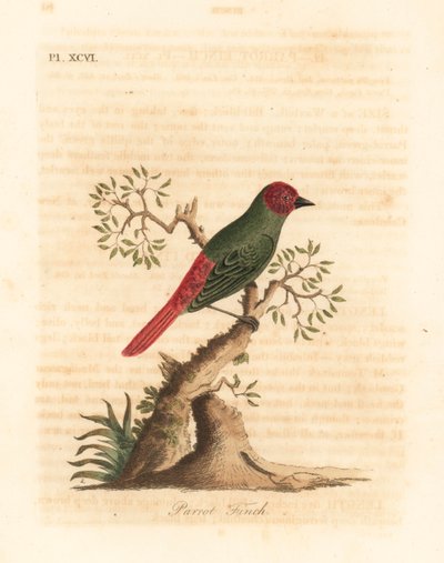 Perruche à gorge rouge, Eritrea psittacea. Gravure à la main par John Latham de son propre A General History of Birds, Winchester - John Latham