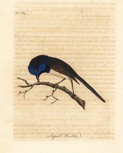 Mérion élégant, Malurus elegans. Gravure à la main par John Latham de son propre A General History of Birds, Winchester - John Latham