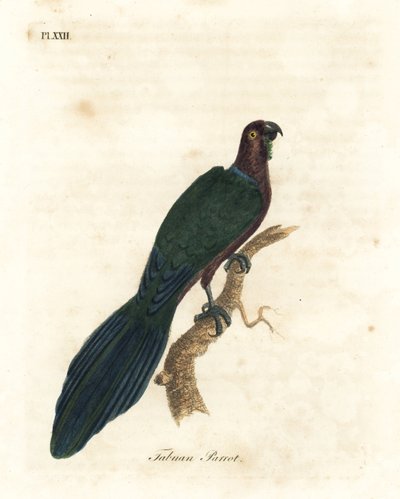 Perruche rouge luisante, Pyrrhulopsis tabuensis. Gravure à la main par John Latham de son propre A General History of Birds, Winchester - John Latham