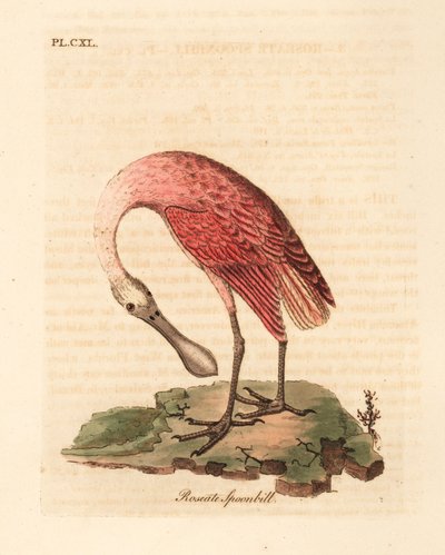 Spatule rosée, Platalea ajaja. Gravure à la main par John Latham de son propre A General History of Birds, Winchester - John Latham