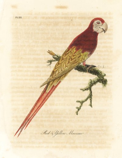 Ara macao, Ara macao. Gravure à la main en cuivre dessinée et gravée par John Latham de son propre A General History of Birds, Winchester - John Latham