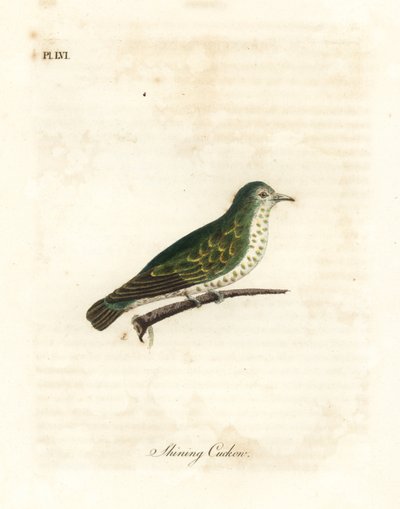 Coucou bronze brillant, Chrysococcyx lucidus. Gravure à la main par John Latham de son propre A General History of Birds, Winchester - John Latham