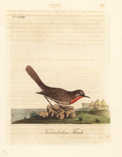 Rossignol calliope, Luscinia calliope. Gravure à la main en cuivre dessinée et gravée par John Latham de son propre A General History of Birds, Winchester - John Latham
