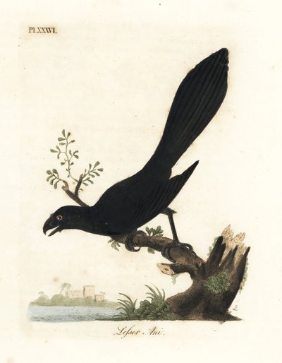 Ani à bec lisse ou ani mineur, Crotophaga ani. Gravure à la main en couleur dessinée et gravée par John Latham de son propre A General History of Birds, Winchester - John Latham